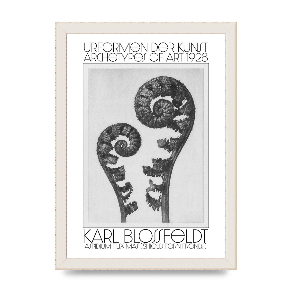 Karl Blossfeldt Urformen Der Kunst 1928 Aspidium Filix Mas Shield Fern Fronds Art For The Home - A4 framed
