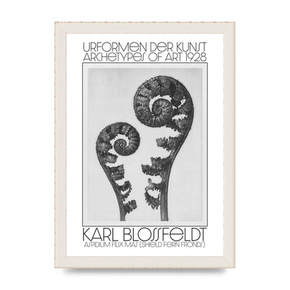 Karl Blossfeldt Urformen Der Kunst 1928 Aspidium Filix Mas Shield Fern Fronds Art For The Home - A4 framed