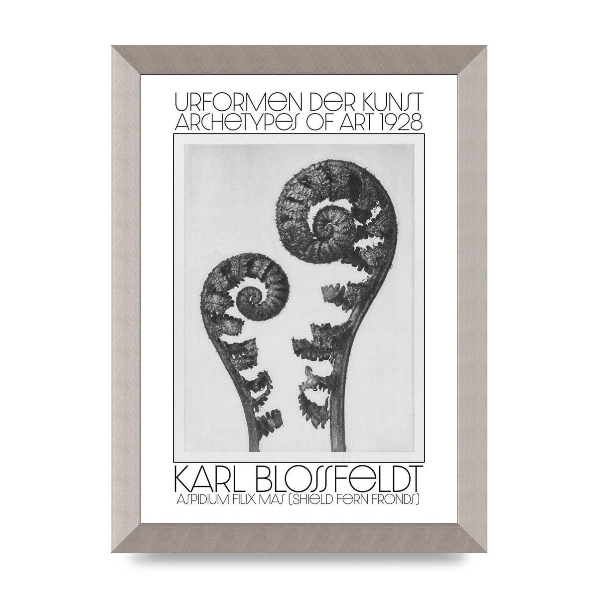 Karl Blossfeldt Urformen Der Kunst 1928 Aspidium Filix Mas Shield Fern Fronds Art For The Home - A4 framed