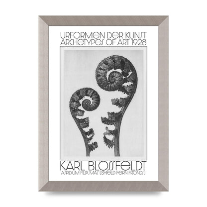 Karl Blossfeldt Urformen Der Kunst 1928 Aspidium Filix Mas Shield Fern Fronds Art For The Home - A4 framed
