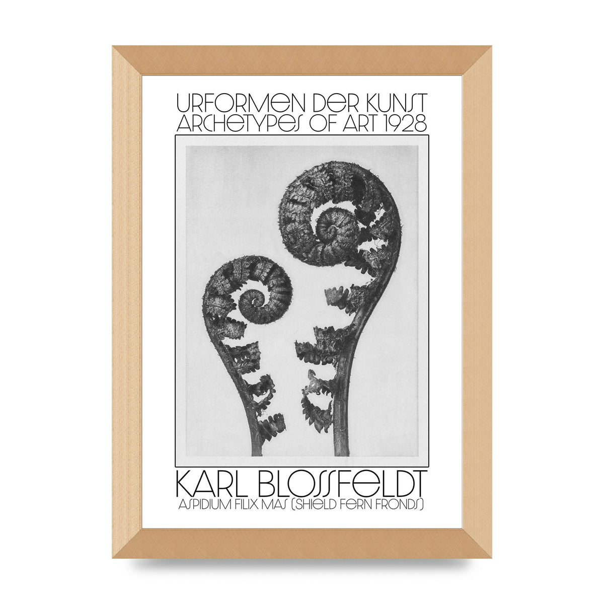 Karl Blossfeldt Urformen Der Kunst 1928 Aspidium Filix Mas Shield Fern Fronds Art For The Home - A4 framed