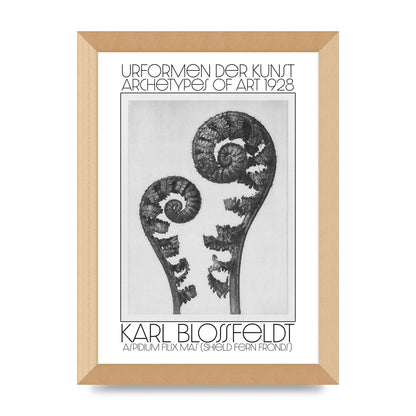 Karl Blossfeldt Urformen Der Kunst 1928 Aspidium Filix Mas Shield Fern Fronds Art For The Home - A4 framed