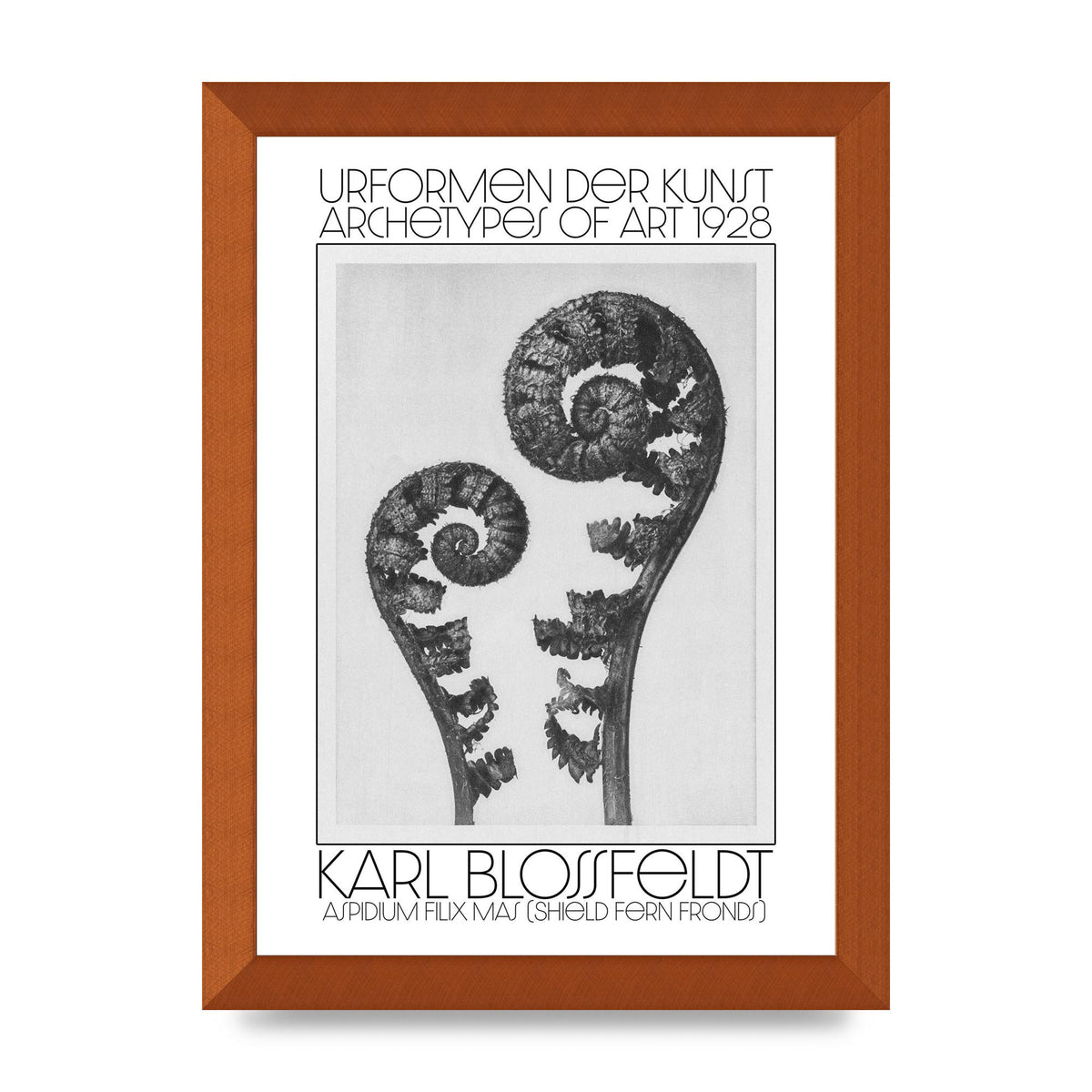 Karl Blossfeldt Urformen Der Kunst 1928 Aspidium Filix Mas Shield Fern Fronds Art For The Home - A4 framed