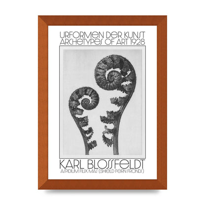 Karl Blossfeldt Urformen Der Kunst 1928 Aspidium Filix Mas Shield Fern Fronds Art For The Home - A4 framed