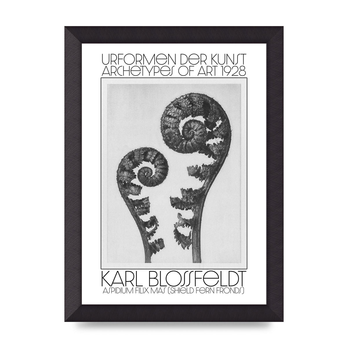 Karl Blossfeldt Urformen Der Kunst 1928 Aspidium Filix Mas Shield Fern Fronds Art For The Home - A4 framed