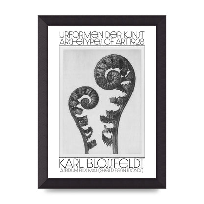 Karl Blossfeldt Urformen Der Kunst 1928 Aspidium Filix Mas Shield Fern Fronds Art For The Home - A4 framed
