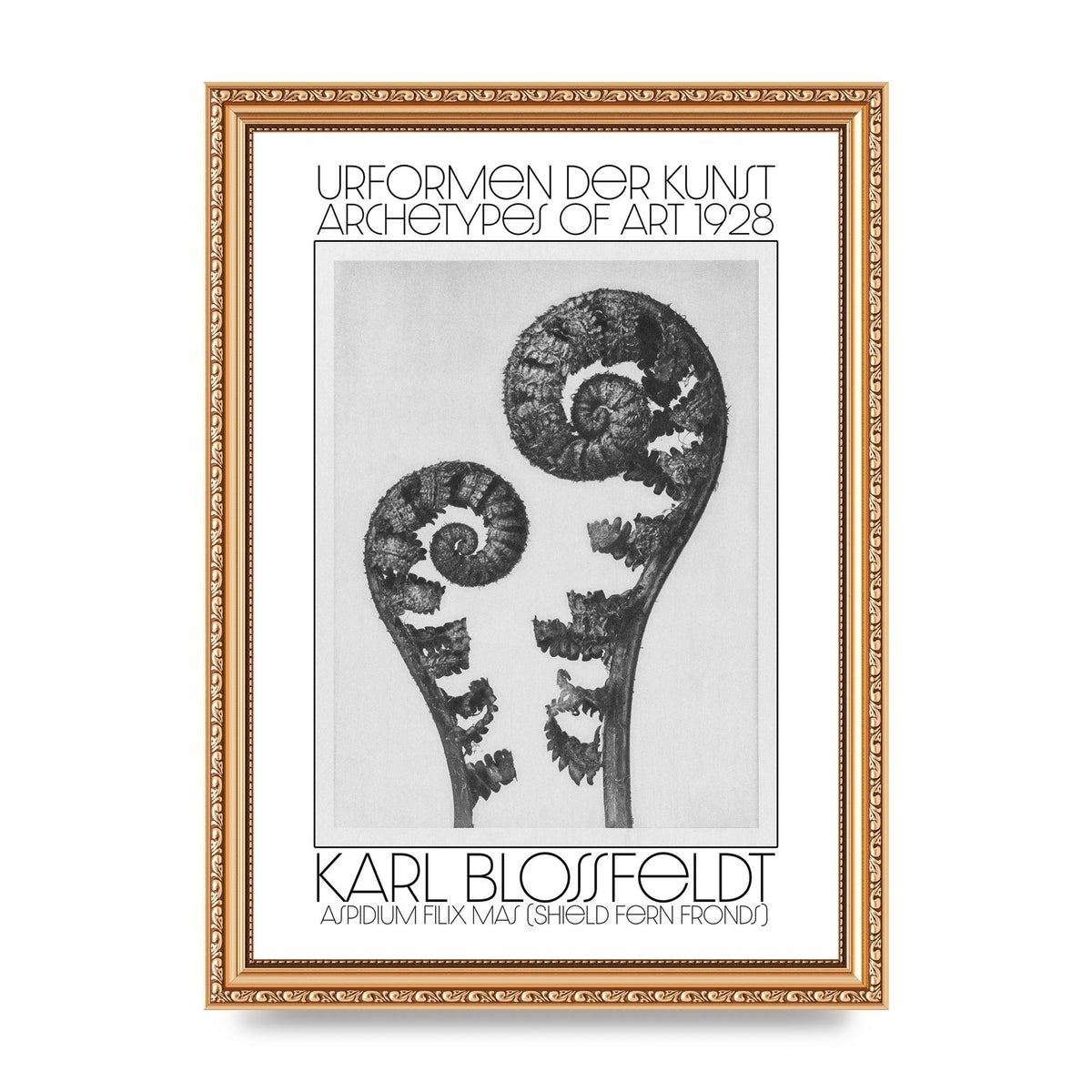 Karl Blossfeldt Urformen Der Kunst 1928 Aspidium Filix Mas Shield Fern Fronds Art For The Home - A4 framed
