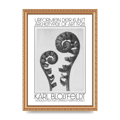 Karl Blossfeldt Urformen Der Kunst 1928 Aspidium Filix Mas Shield Fern Fronds Art For The Home - A4 framed