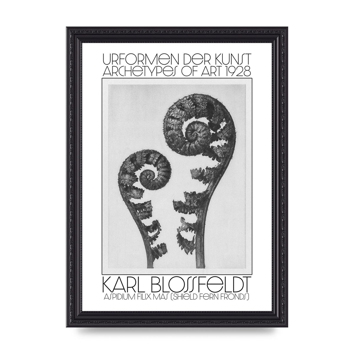 Karl Blossfeldt Urformen Der Kunst 1928 Aspidium Filix Mas Shield Fern Fronds Art For The Home - A4 framed