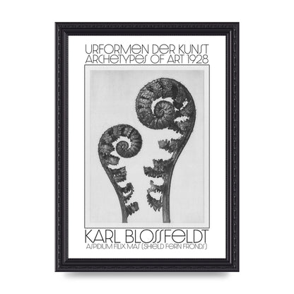Karl Blossfeldt Urformen Der Kunst 1928 Aspidium Filix Mas Shield Fern Fronds Art For The Home - A4 framed