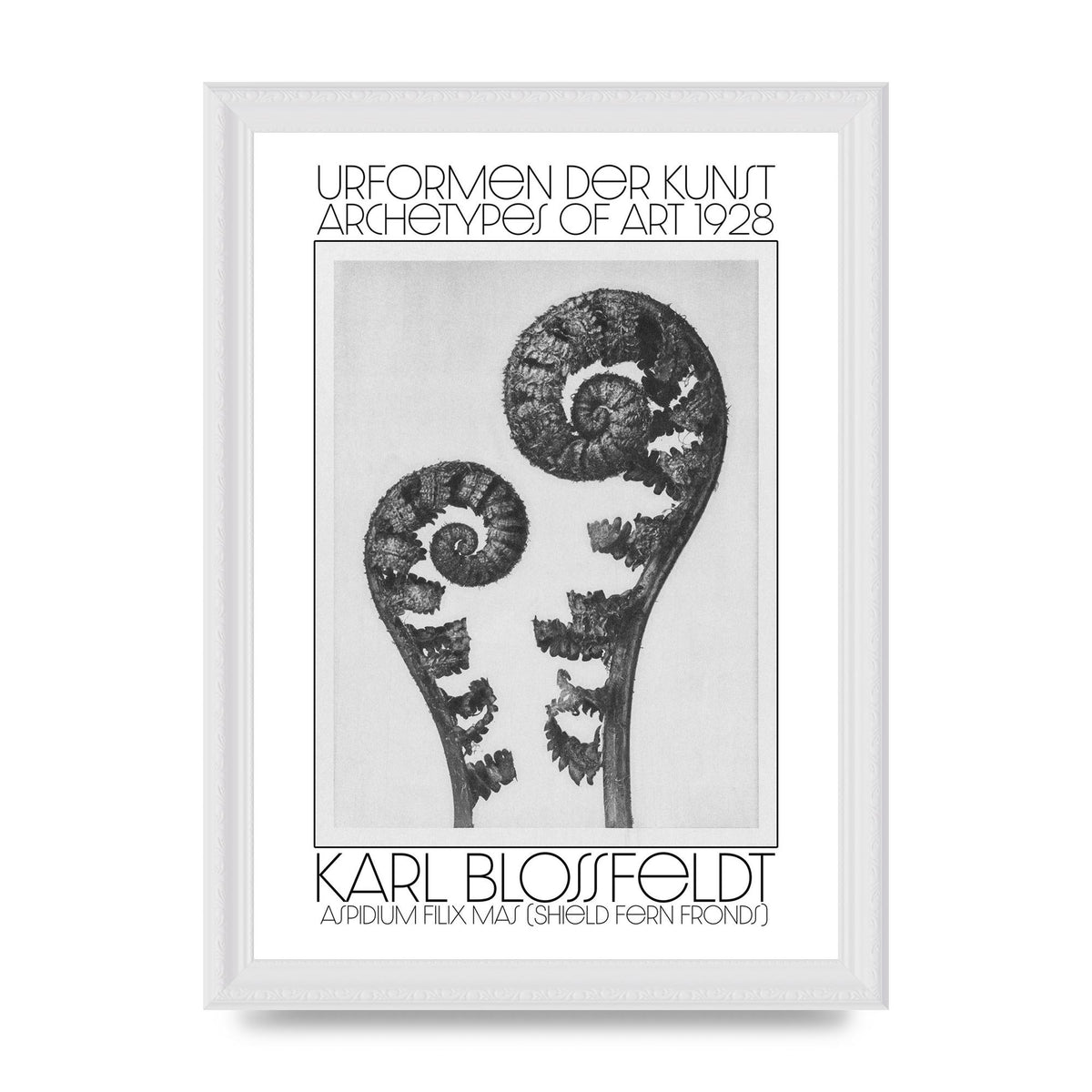 Karl Blossfeldt Urformen Der Kunst 1928 Aspidium Filix Mas Shield Fern Fronds Art For The Home - A4 framed