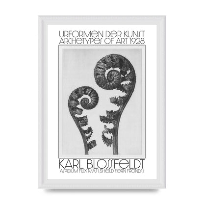 Karl Blossfeldt Urformen Der Kunst 1928 Aspidium Filix Mas Shield Fern Fronds Art For The Home - A4 framed