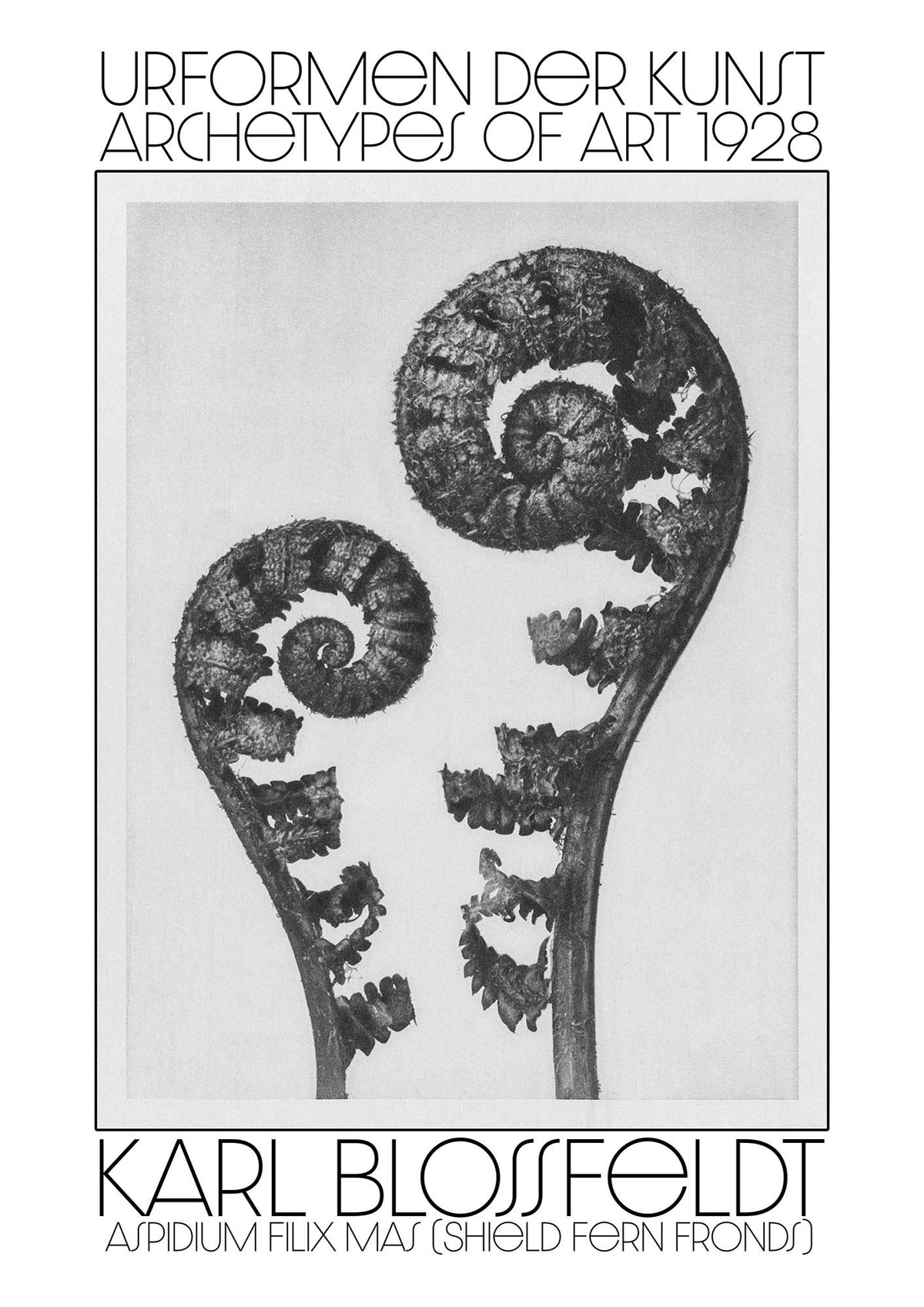 Karl Blossfeldt Urformen Der Kunst 1928 Aspidium Filix Mas Shield Fern Fronds Art For The Home - detail
