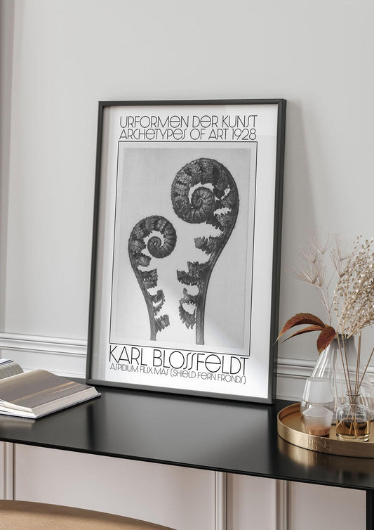 Karl Blossfeldt Urformen Der Kunst 1928 Aspidium Filix Mas Shield Fern Fronds Art For The Home - living room 4