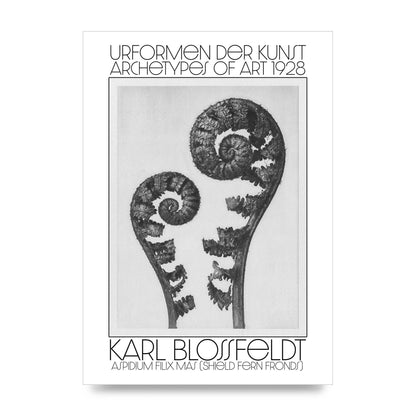 Karl Blossfeldt Urformen Der Kunst 1928 Aspidium Filix Mas Shield Fern Fronds Art For The Home - unframed print