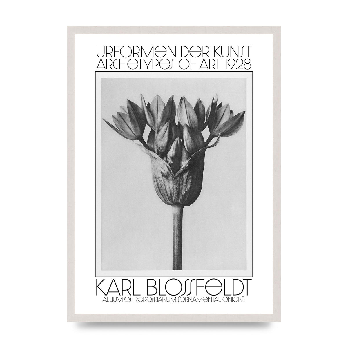 Karl Blossfeldt Urformen Der Kunst 1928 Allium Ostroroskianum Ornamental Onion Printed Poster - A2 framed