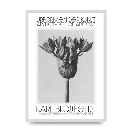 Karl Blossfeldt Urformen Der Kunst 1928 Allium Ostroroskianum Ornamental Onion Printed Poster - A2 framed