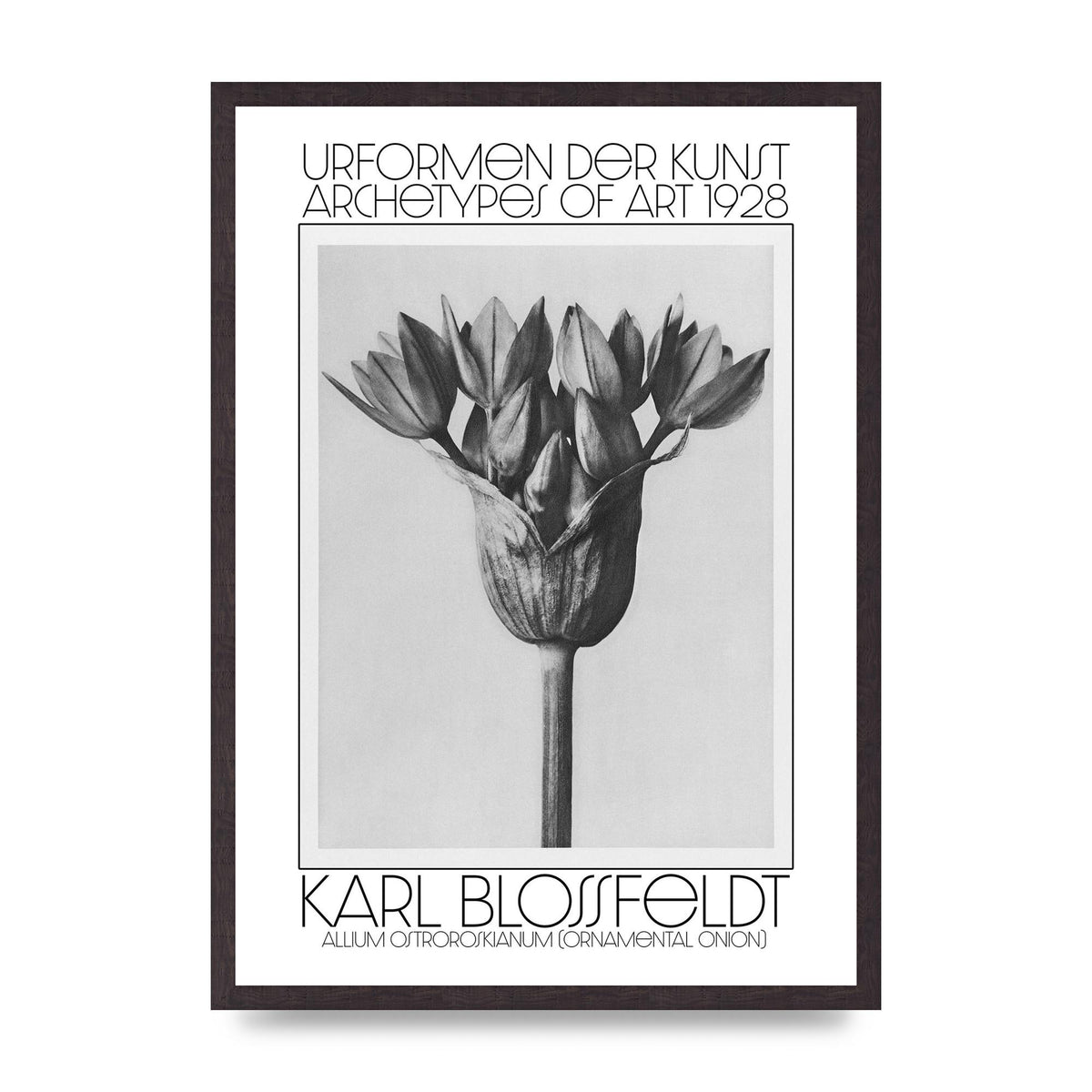 Karl Blossfeldt Urformen Der Kunst 1928 Allium Ostroroskianum Ornamental Onion Printed Poster - A2 framed