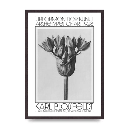 Karl Blossfeldt Urformen Der Kunst 1928 Allium Ostroroskianum Ornamental Onion Printed Poster - A2 framed