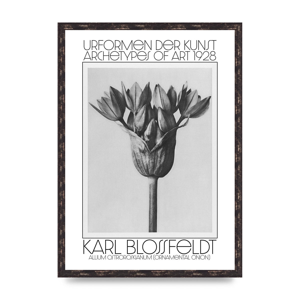 Karl Blossfeldt Urformen Der Kunst 1928 Allium Ostroroskianum Ornamental Onion Printed Poster - A2 framed