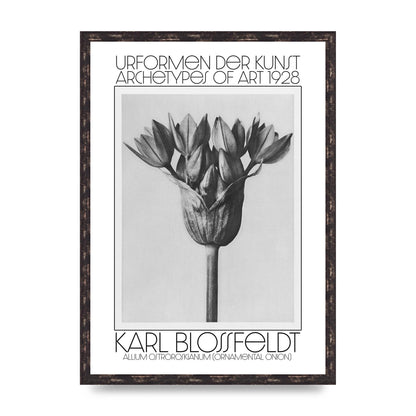 Karl Blossfeldt Urformen Der Kunst 1928 Allium Ostroroskianum Ornamental Onion Printed Poster - A2 framed