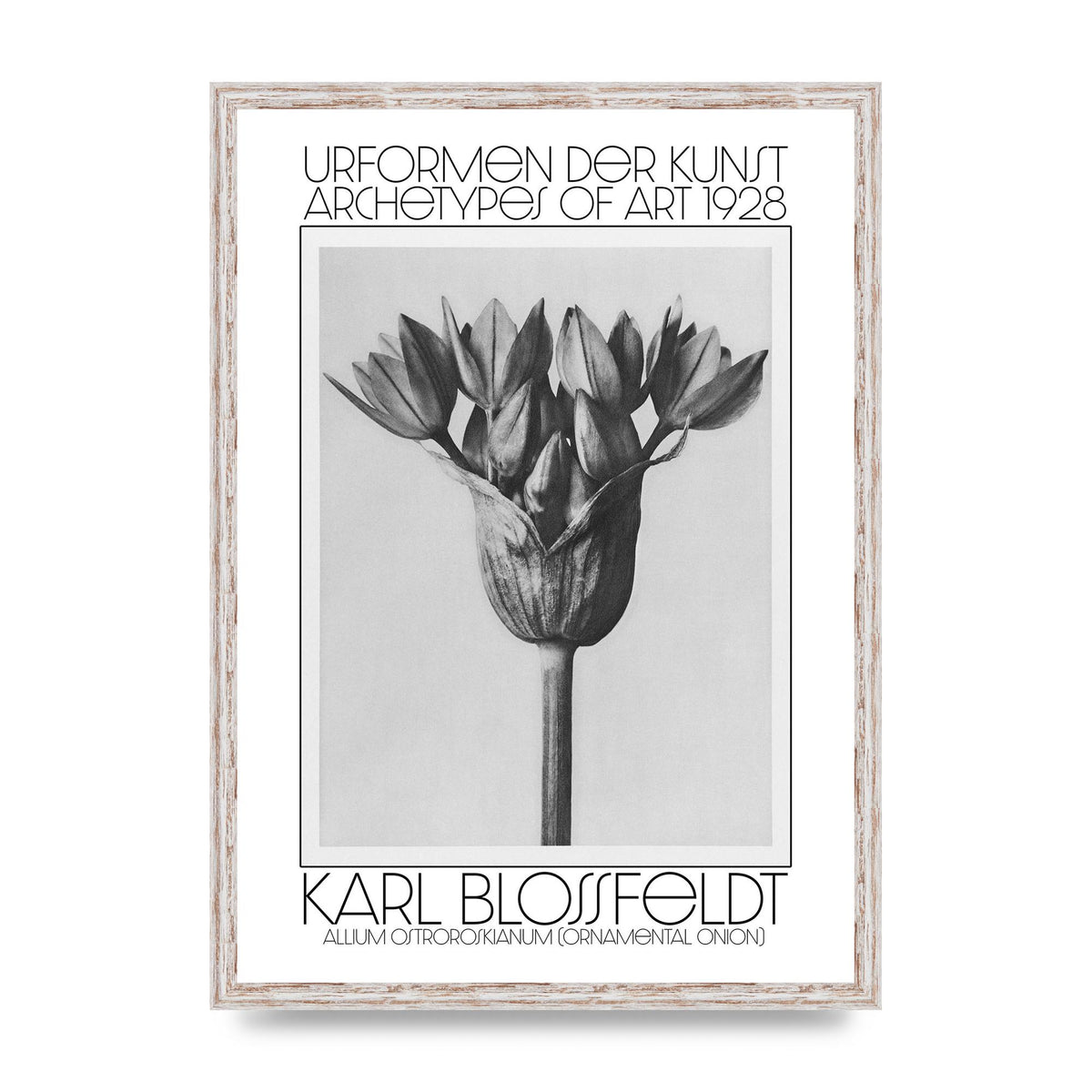 Karl Blossfeldt Urformen Der Kunst 1928 Allium Ostroroskianum Ornamental Onion Printed Poster - A2 framed