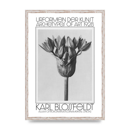 Karl Blossfeldt Urformen Der Kunst 1928 Allium Ostroroskianum Ornamental Onion Printed Poster - A2 framed