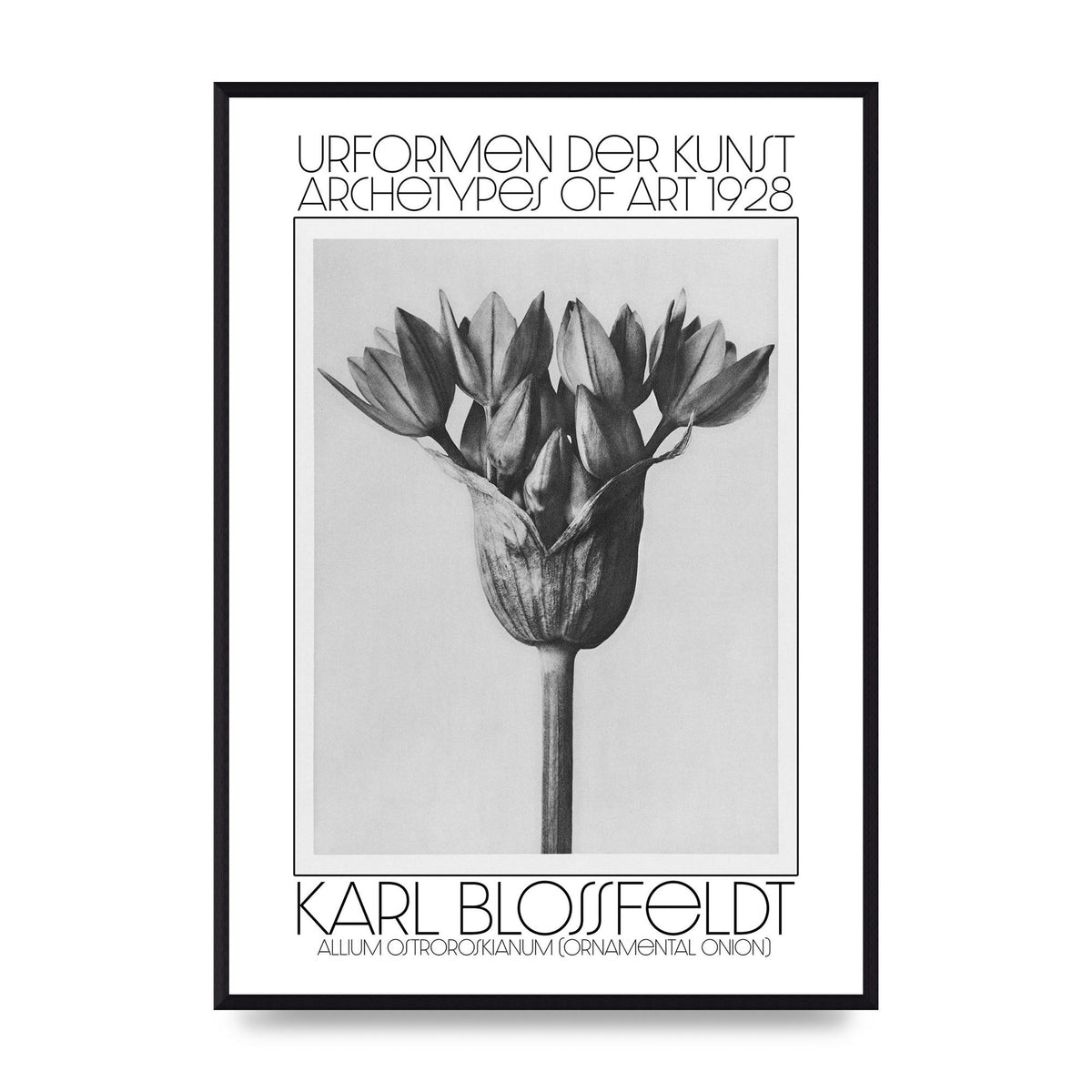 Karl Blossfeldt Urformen Der Kunst 1928 Allium Ostroroskianum Ornamental Onion Printed Poster - A2 framed