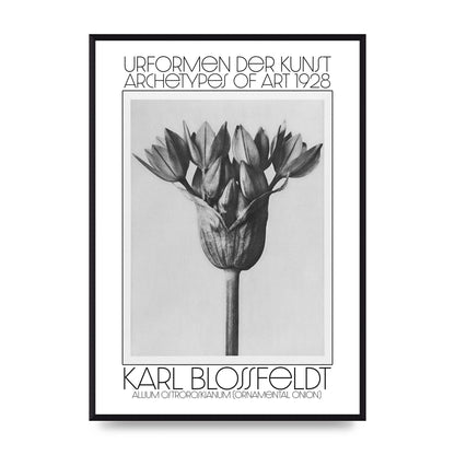 Karl Blossfeldt Urformen Der Kunst 1928 Allium Ostroroskianum Ornamental Onion Printed Poster - A2 framed