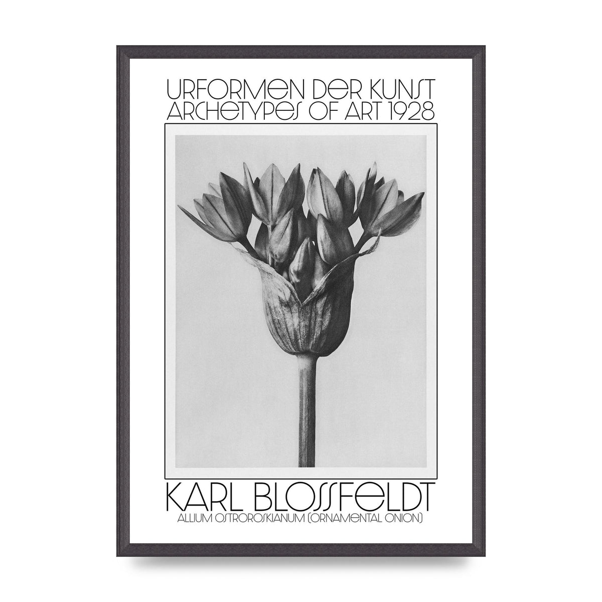 Karl Blossfeldt Urformen Der Kunst 1928 Allium Ostroroskianum Ornamental Onion Printed Poster - A2 framed