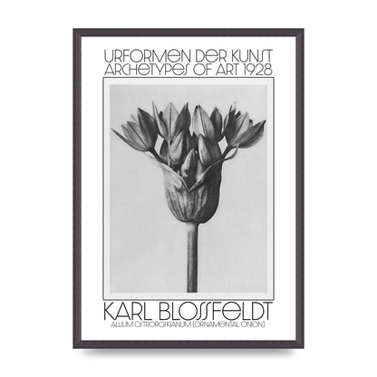 Karl Blossfeldt Urformen Der Kunst 1928 Allium Ostroroskianum Ornamental Onion Printed Poster - A2 framed