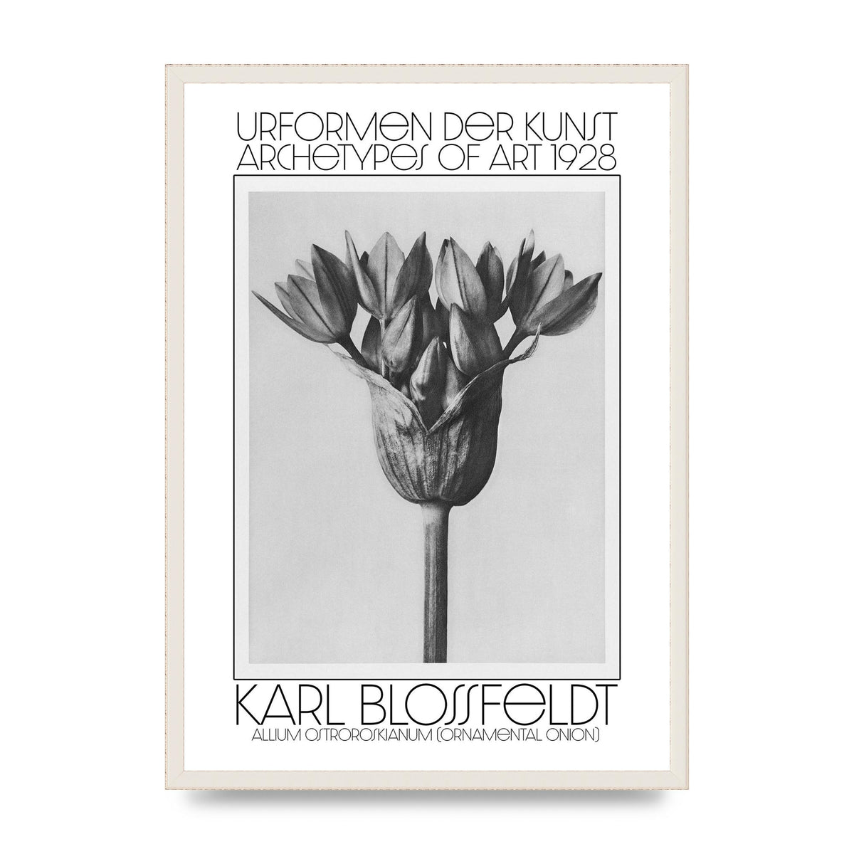 Karl Blossfeldt Urformen Der Kunst 1928 Allium Ostroroskianum Ornamental Onion Printed Poster - A2 framed