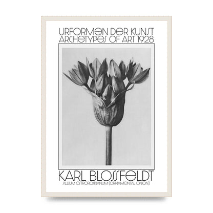 Karl Blossfeldt Urformen Der Kunst 1928 Allium Ostroroskianum Ornamental Onion Printed Poster - A2 framed