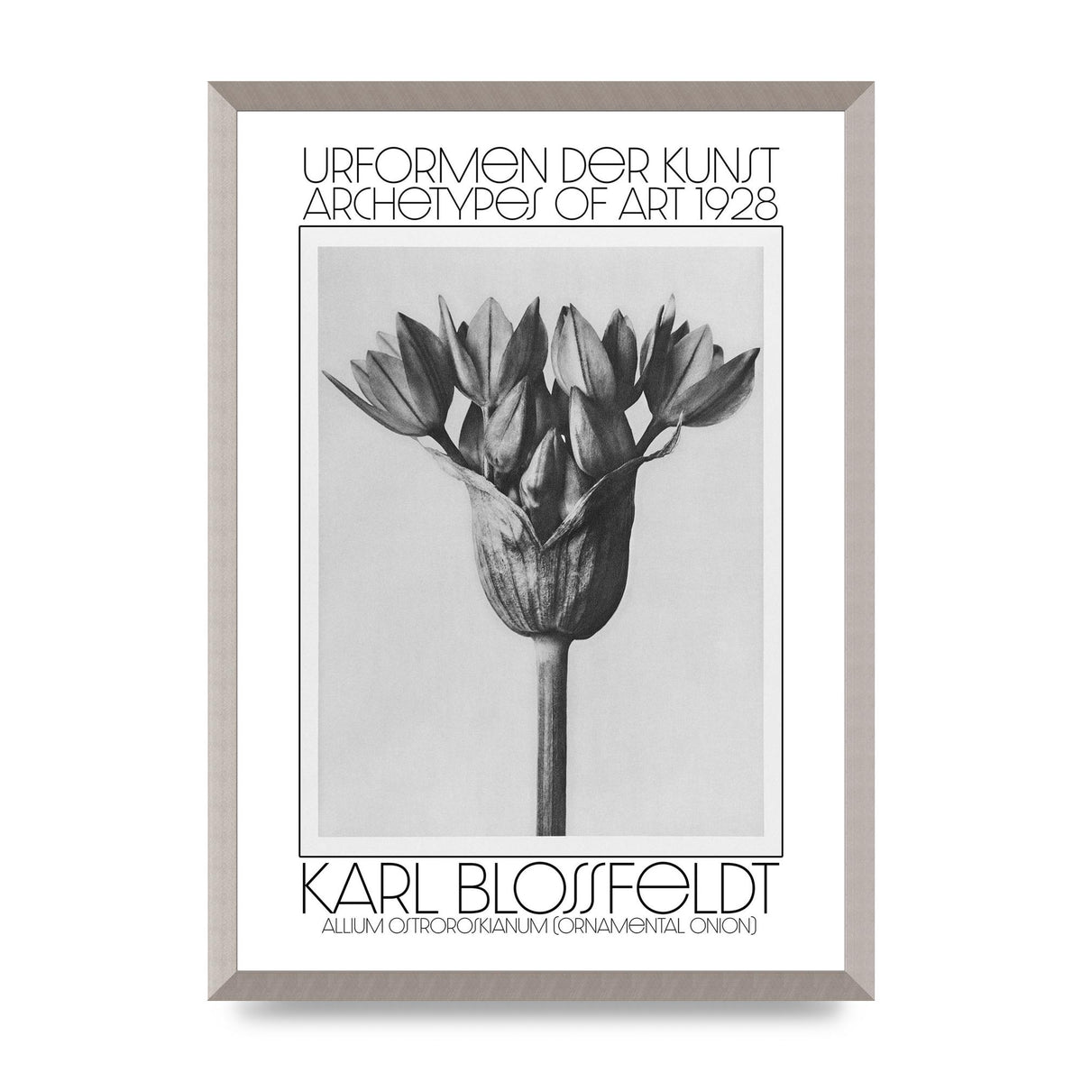 Karl Blossfeldt Urformen Der Kunst 1928 Allium Ostroroskianum Ornamental Onion Printed Poster - A2 framed