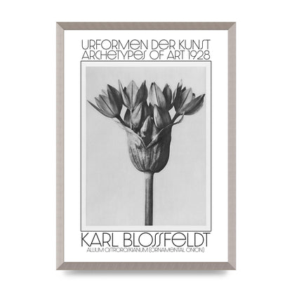 Karl Blossfeldt Urformen Der Kunst 1928 Allium Ostroroskianum Ornamental Onion Printed Poster - A2 framed