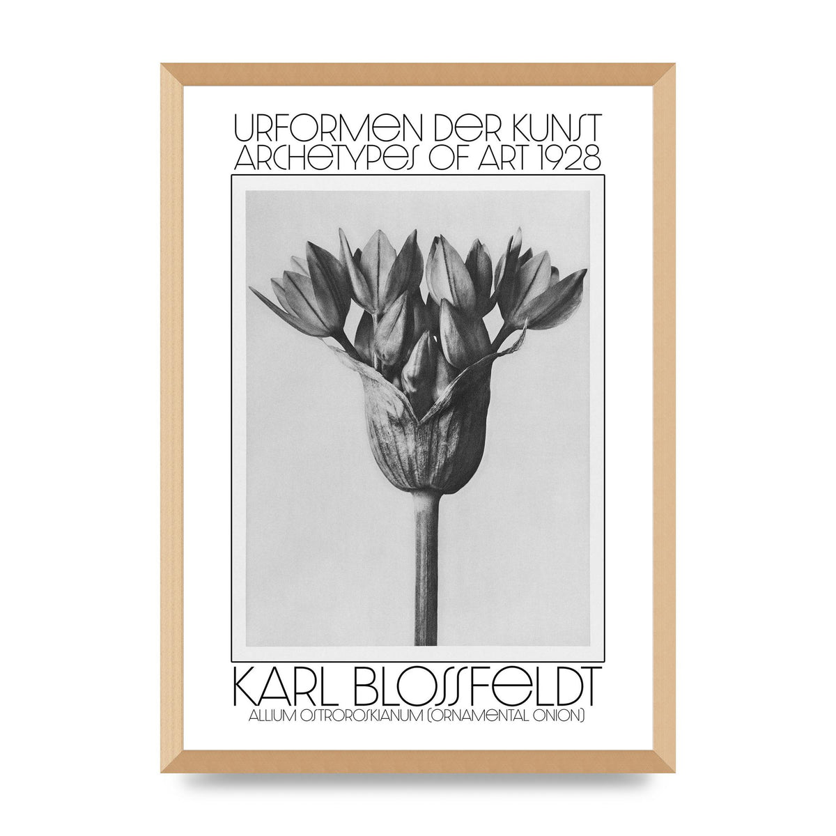 Karl Blossfeldt Urformen Der Kunst 1928 Allium Ostroroskianum Ornamental Onion Printed Poster - A2 framed