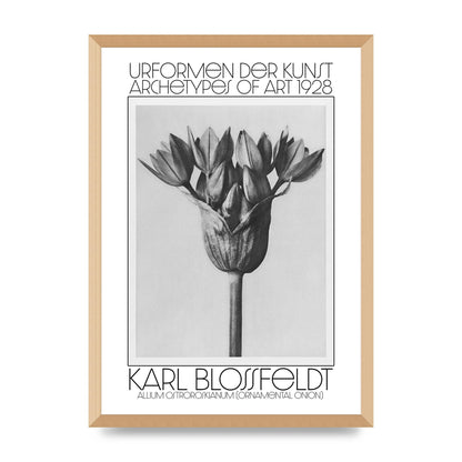 Karl Blossfeldt Urformen Der Kunst 1928 Allium Ostroroskianum Ornamental Onion Printed Poster - A2 framed