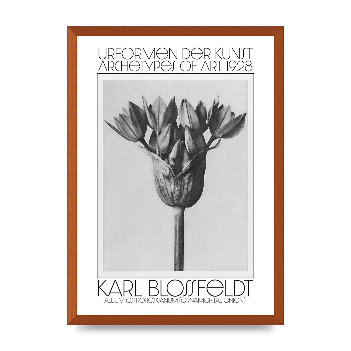 Karl Blossfeldt Urformen Der Kunst 1928 Allium Ostroroskianum Ornamental Onion Printed Poster - A2 framed