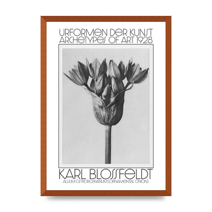 Karl Blossfeldt Urformen Der Kunst 1928 Allium Ostroroskianum Ornamental Onion Printed Poster - A2 framed