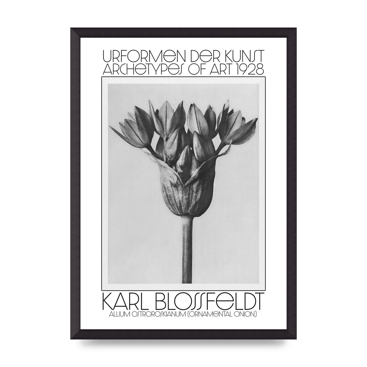 Karl Blossfeldt Urformen Der Kunst 1928 Allium Ostroroskianum Ornamental Onion Printed Poster - A2 framed