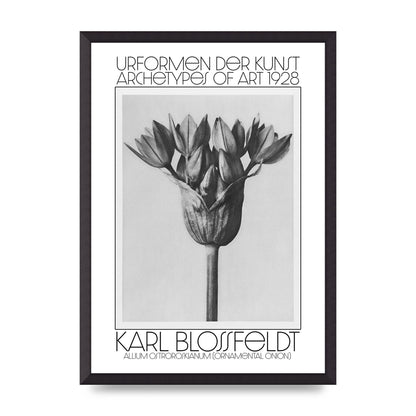 Karl Blossfeldt Urformen Der Kunst 1928 Allium Ostroroskianum Ornamental Onion Printed Poster - A2 framed