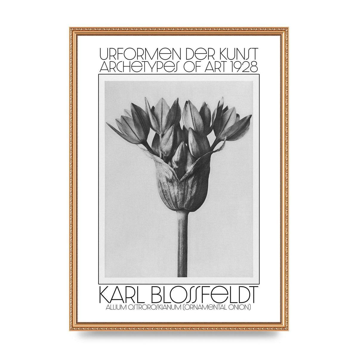 Karl Blossfeldt Urformen Der Kunst 1928 Allium Ostroroskianum Ornamental Onion Printed Poster - A2 framed