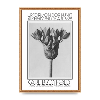 Karl Blossfeldt Urformen Der Kunst 1928 Allium Ostroroskianum Ornamental Onion Printed Poster - A2 framed