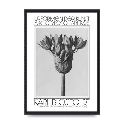 Karl Blossfeldt Urformen Der Kunst 1928 Allium Ostroroskianum Ornamental Onion Printed Poster - A2 framed