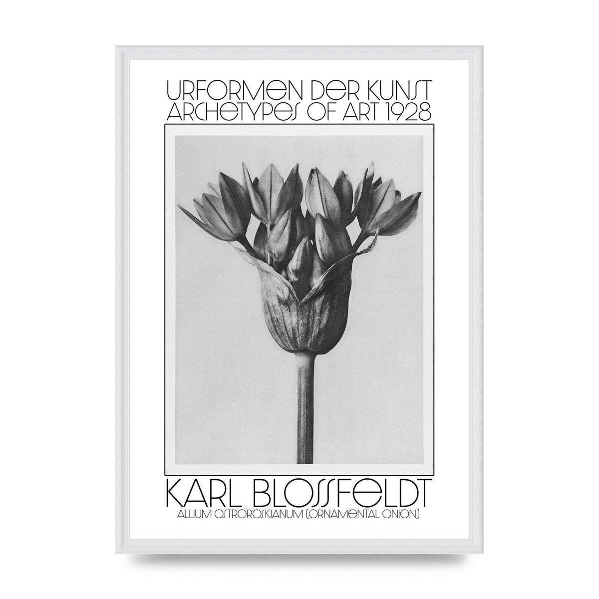 Karl Blossfeldt Urformen Der Kunst 1928 Allium Ostroroskianum Ornamental Onion Printed Poster - A2 framed