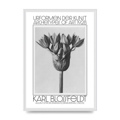 Karl Blossfeldt Urformen Der Kunst 1928 Allium Ostroroskianum Ornamental Onion Printed Poster - A2 framed