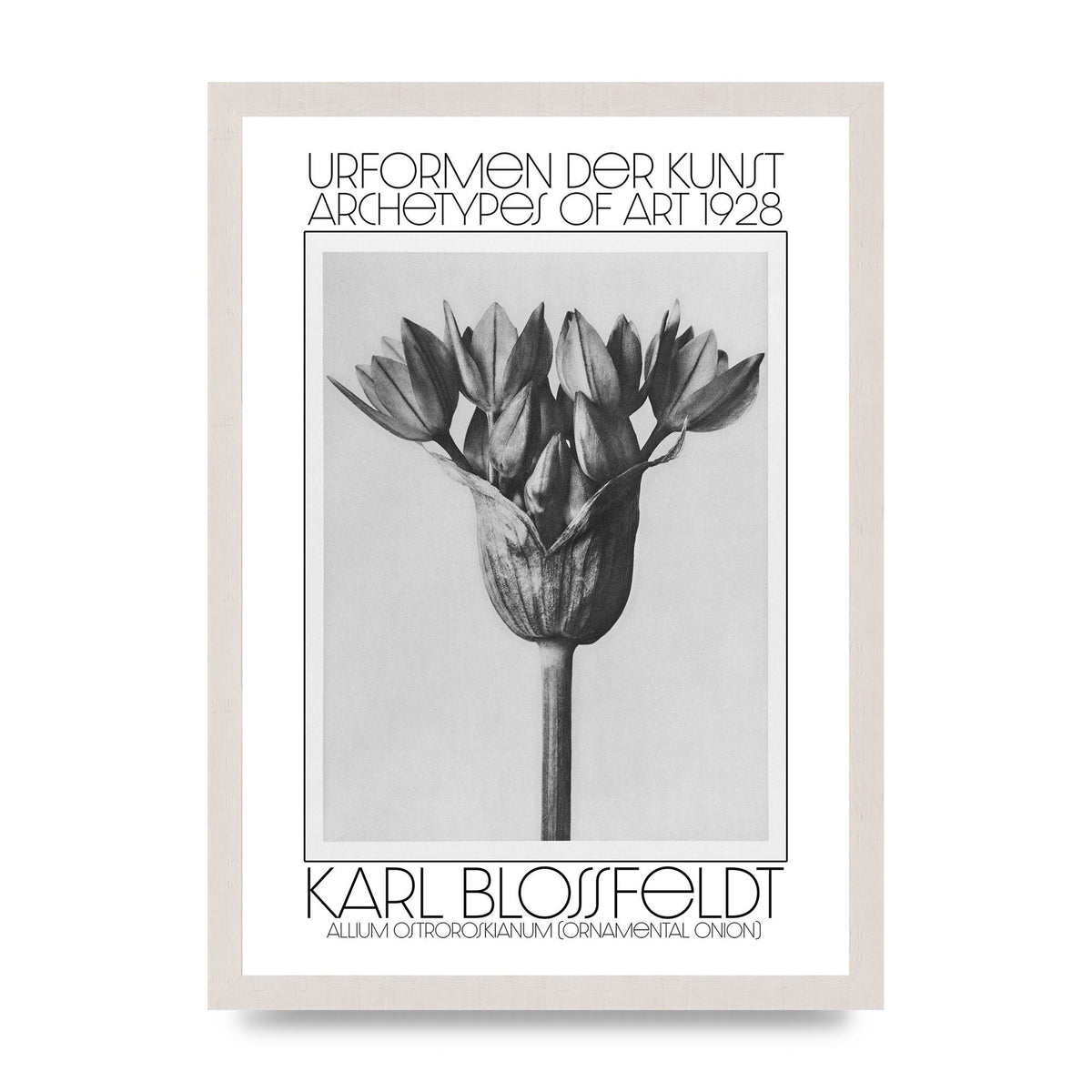 Karl Blossfeldt Urformen Der Kunst 1928 Allium Ostroroskianum Ornamental Onion Printed Poster - A3 framed