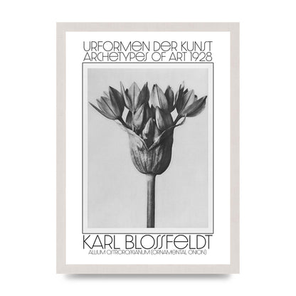Karl Blossfeldt Urformen Der Kunst 1928 Allium Ostroroskianum Ornamental Onion Printed Poster - A3 framed