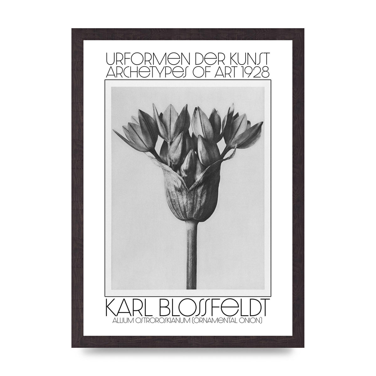 Karl Blossfeldt Urformen Der Kunst 1928 Allium Ostroroskianum Ornamental Onion Printed Poster - A3 framed