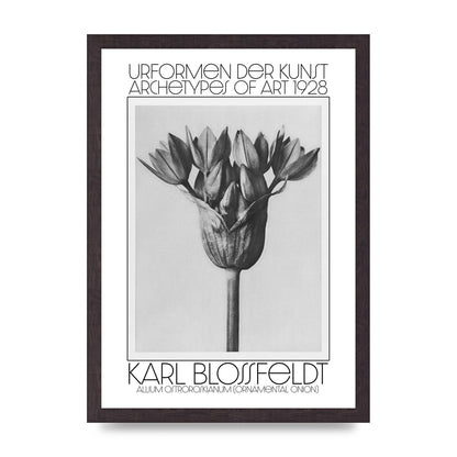 Karl Blossfeldt Urformen Der Kunst 1928 Allium Ostroroskianum Ornamental Onion Printed Poster - A3 framed
